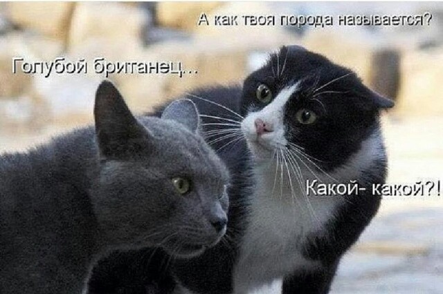 Смехотерапия. Весёлые картинки