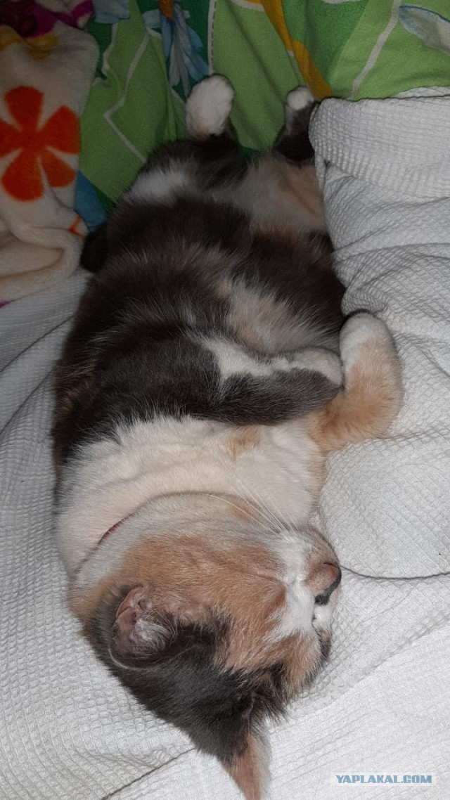 Спящий кот