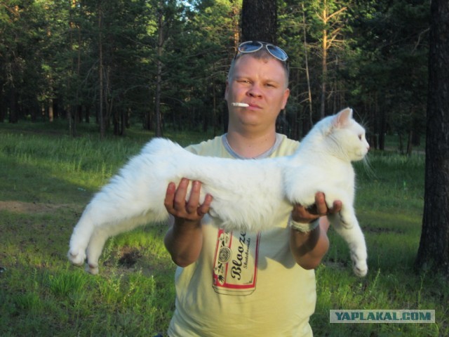 Котовторник 25.06.2013