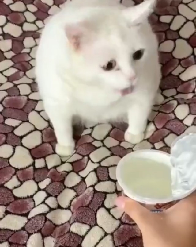 Китьки