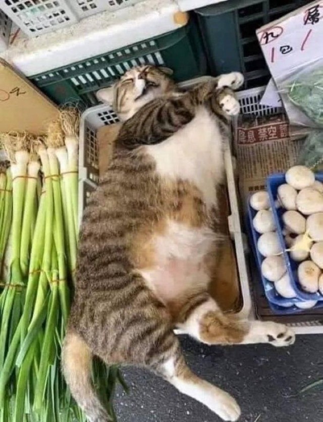 ЯПълов
