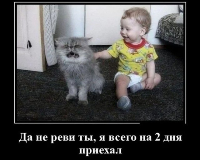 Кошки против деток