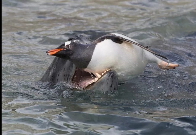 Котики милые..)