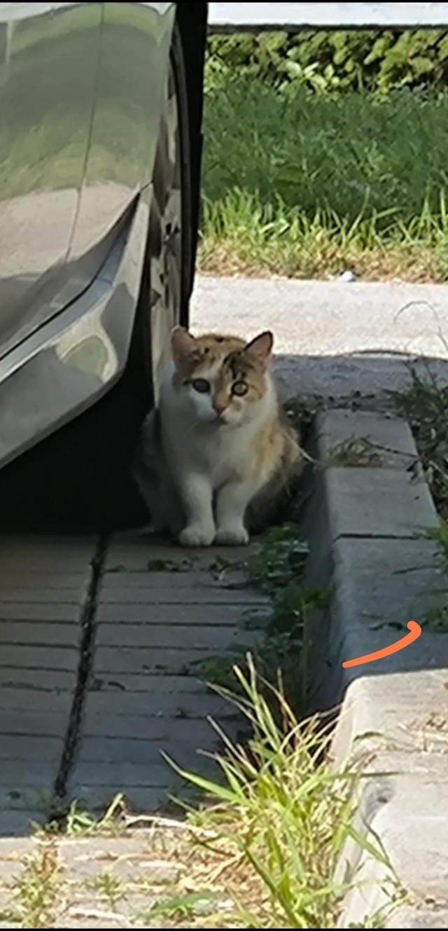 Мужчина поймал любимую кошку через год после пропажи, она в тот же день вспомнила его, дом и свои игрушки