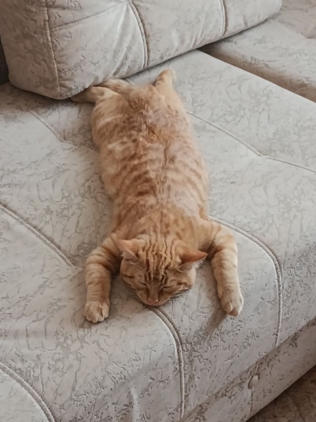 Котовторник. Где коты? Мой вот!