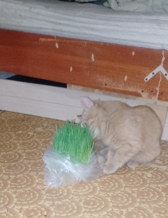 Вот и я попал в рабство.