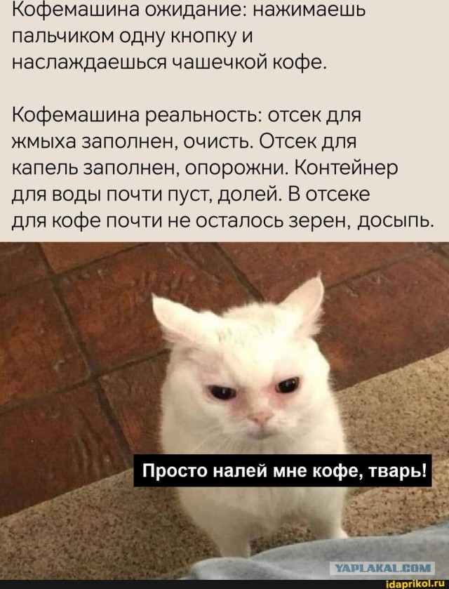 К котовторнику: подборка картинок-баянов с котиками и про котиков. Выпуск 22