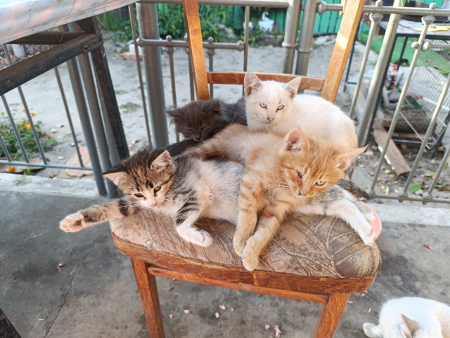 Котовторниковое