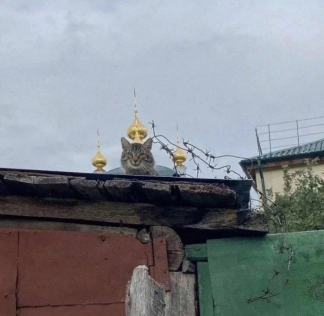 Картинки среды