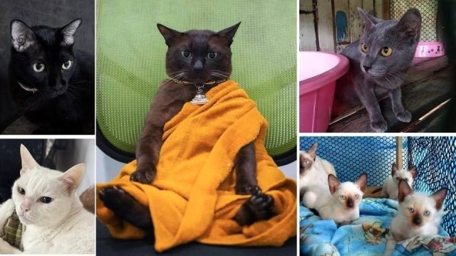 Тайские кошки официально стали национальным достоянием