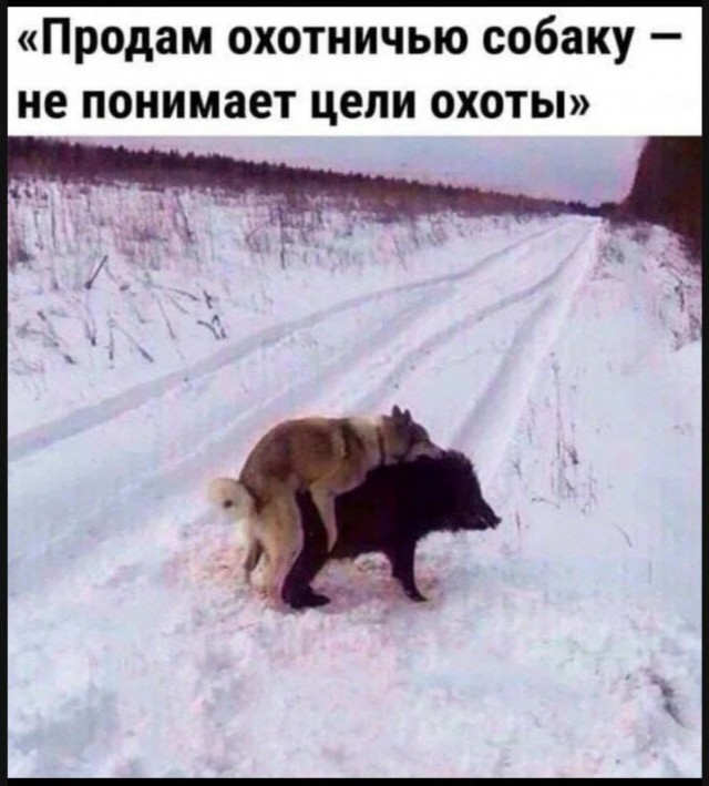 На севере Польшы в городе Ольштын дикие кабаны устроили оргию на трамвайных путях