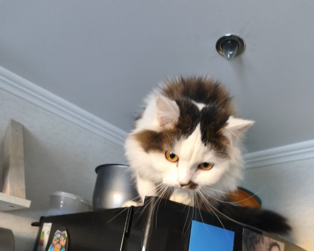 Добрый мужик приютил двух котят⁠. Ну как приютил, у него выбора не было просто