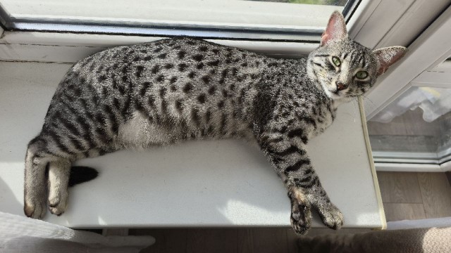 Котовторник же!