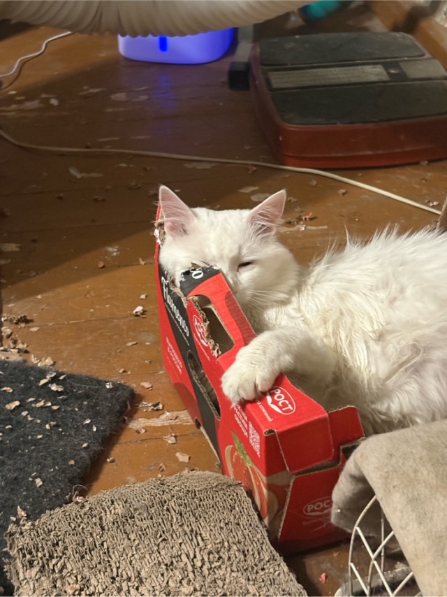Котовторник
