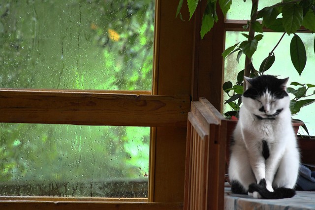 Котовторник  30.07.2013
