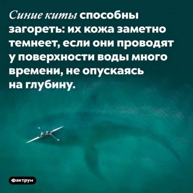 Интересные и короткие факты, на все случаи жизни