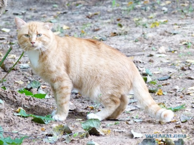 Котовторник 03.09.2013
