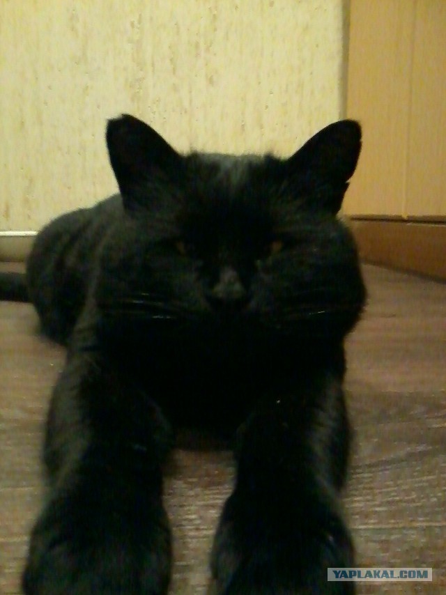 Котовторник  10.12.2013