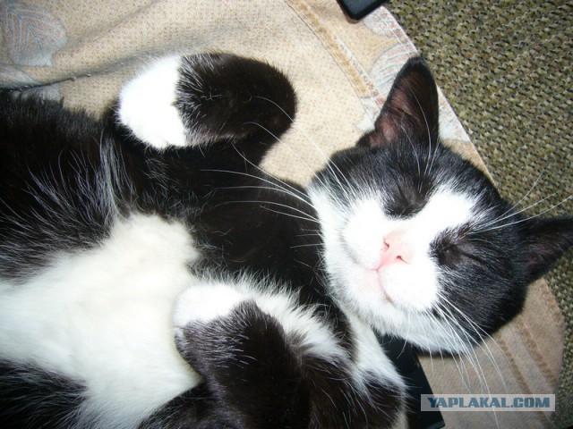 Котовторник  28.01.14