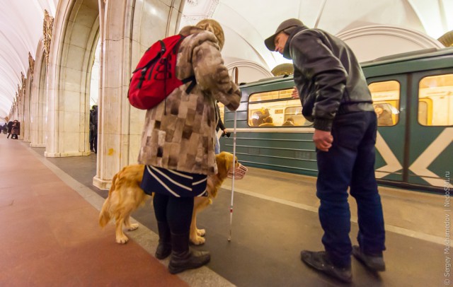 Золотые собаки