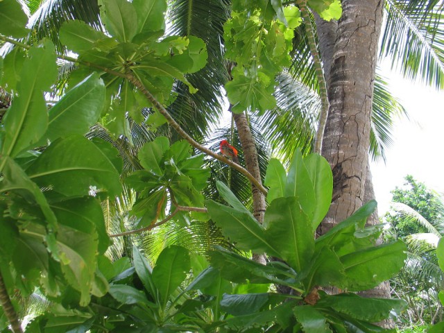 Как я съездил на Сейшелы