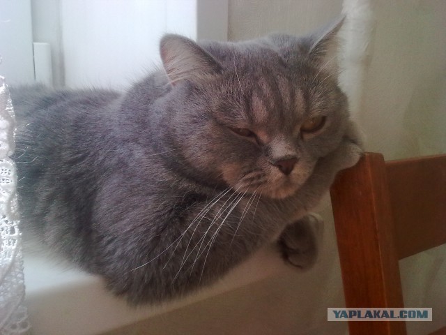 Котовторник 6.05.2014
