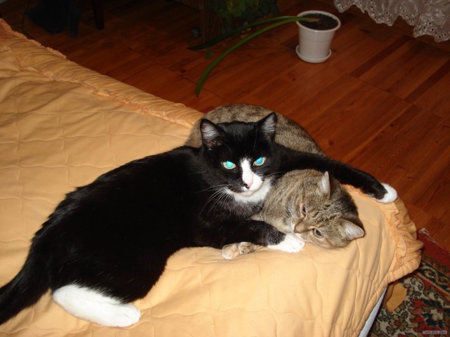 Котокворот!