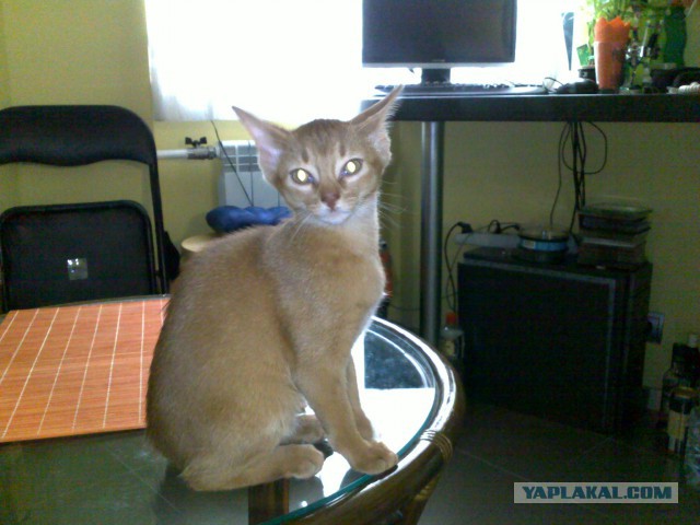 Котовторник 19.08.2014