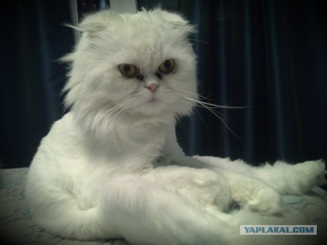 Котовторник 02.09.2014