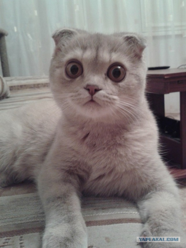 Котовторник 23.12.2014