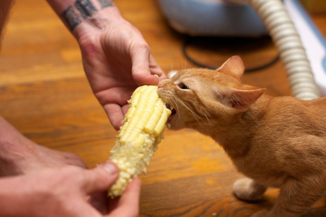 Котэ, которых застали врасплох