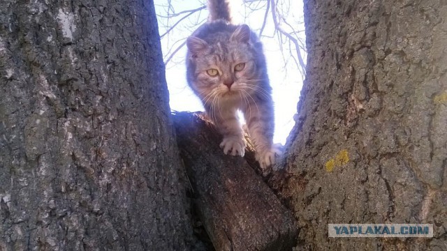 Неожиданно из-за дерева показалась чья-то морда