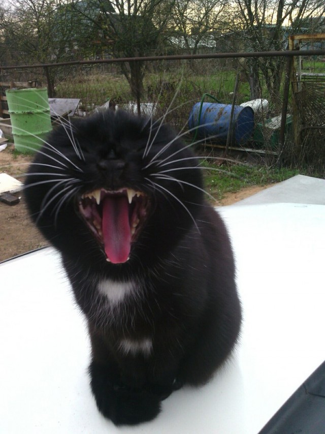 Дикий Кот
