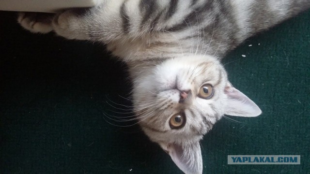 Котовторник 18.08.2015