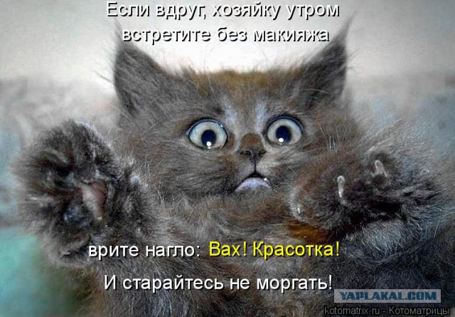 Прикольные коты