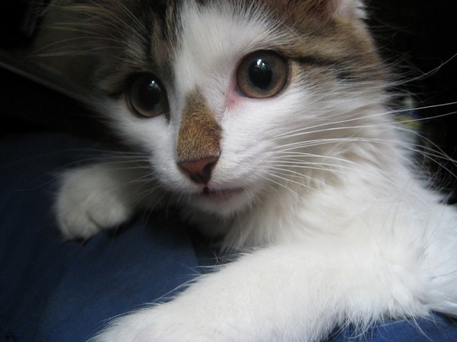 Котовторник наступил!:)