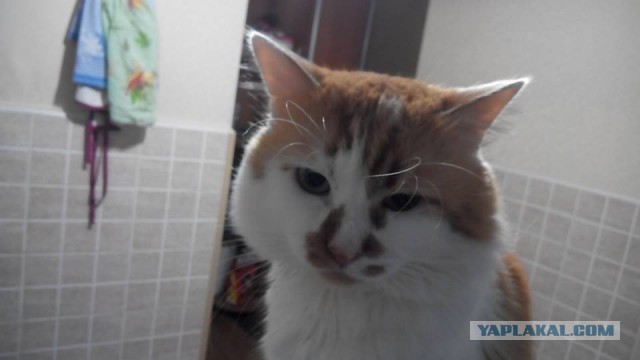 Котовторник 29-09-2015,