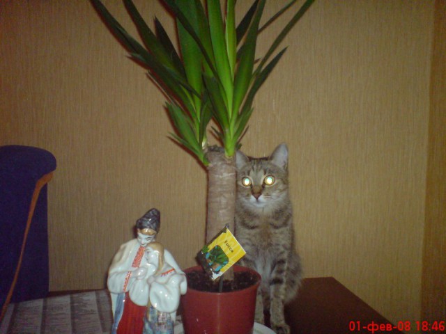 Подборка животных, которых застали за трапезой