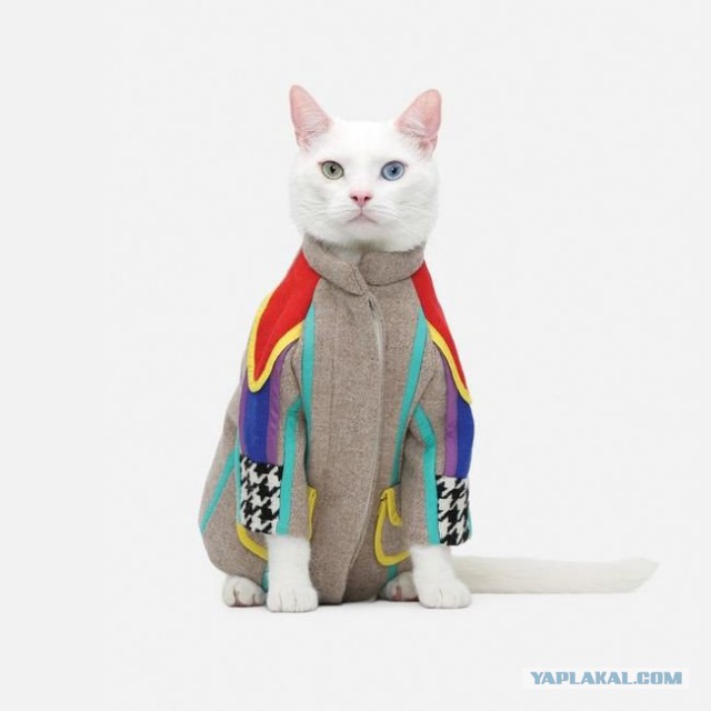 Котовторник 16.02.16