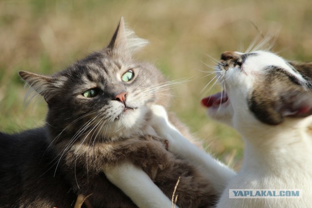 Восьмомартовский котовторник
