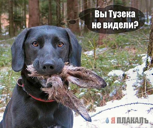 Тут Тузик не пробегал?