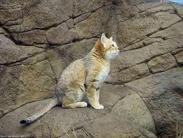 Другие кошки