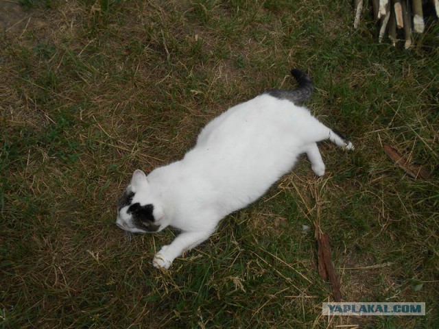 Жизнь домашнего приюта для котеек 119