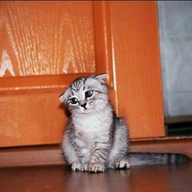 Коты из сети