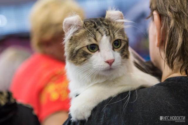 На выставку редких кошек привезли "американца" с завернутыми назад ушами