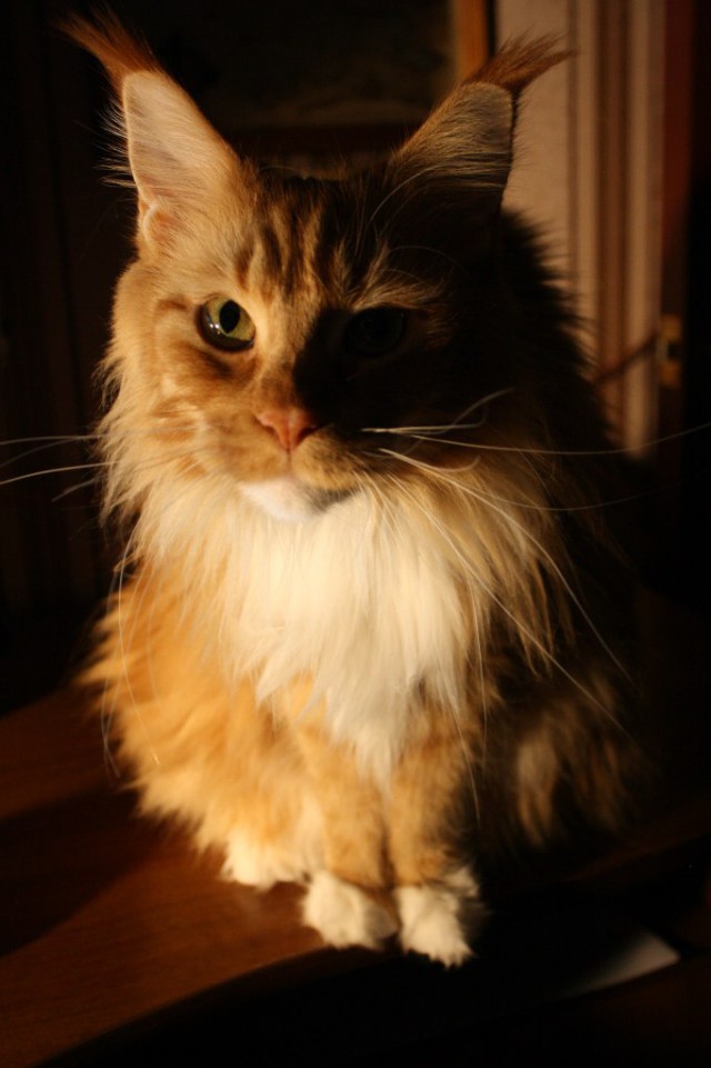 Коты и Кошки