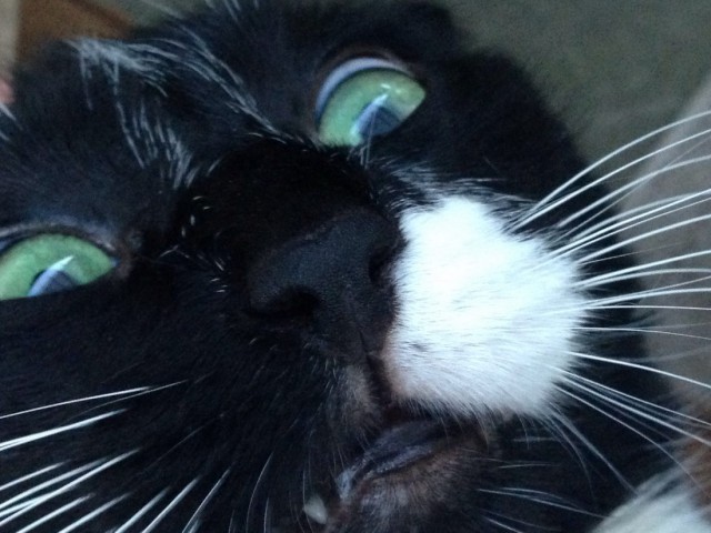 Коты и Кошки
