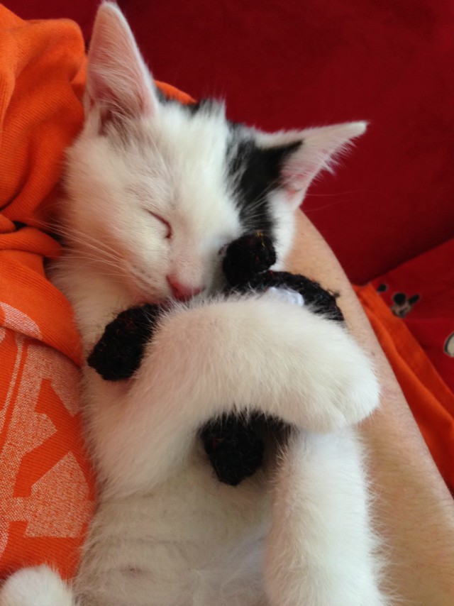 Коты и Кошки
