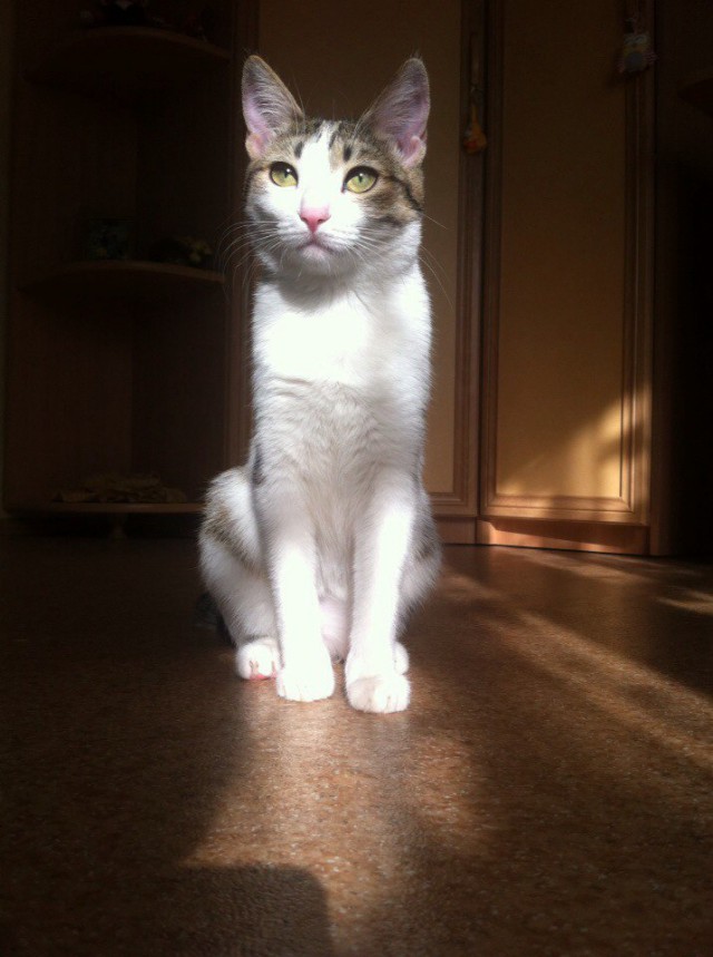 Коты и Кошки