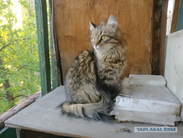 Падение котейки со скалы